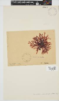 Bartoniella crenata image
