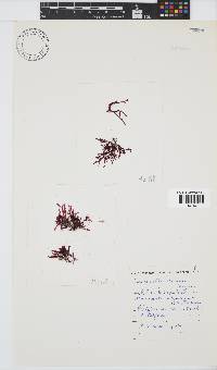 Bartoniella crenata image