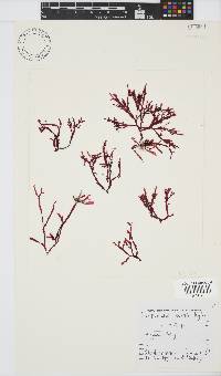Bartoniella crenata image