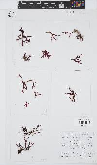 Bartoniella crenata image
