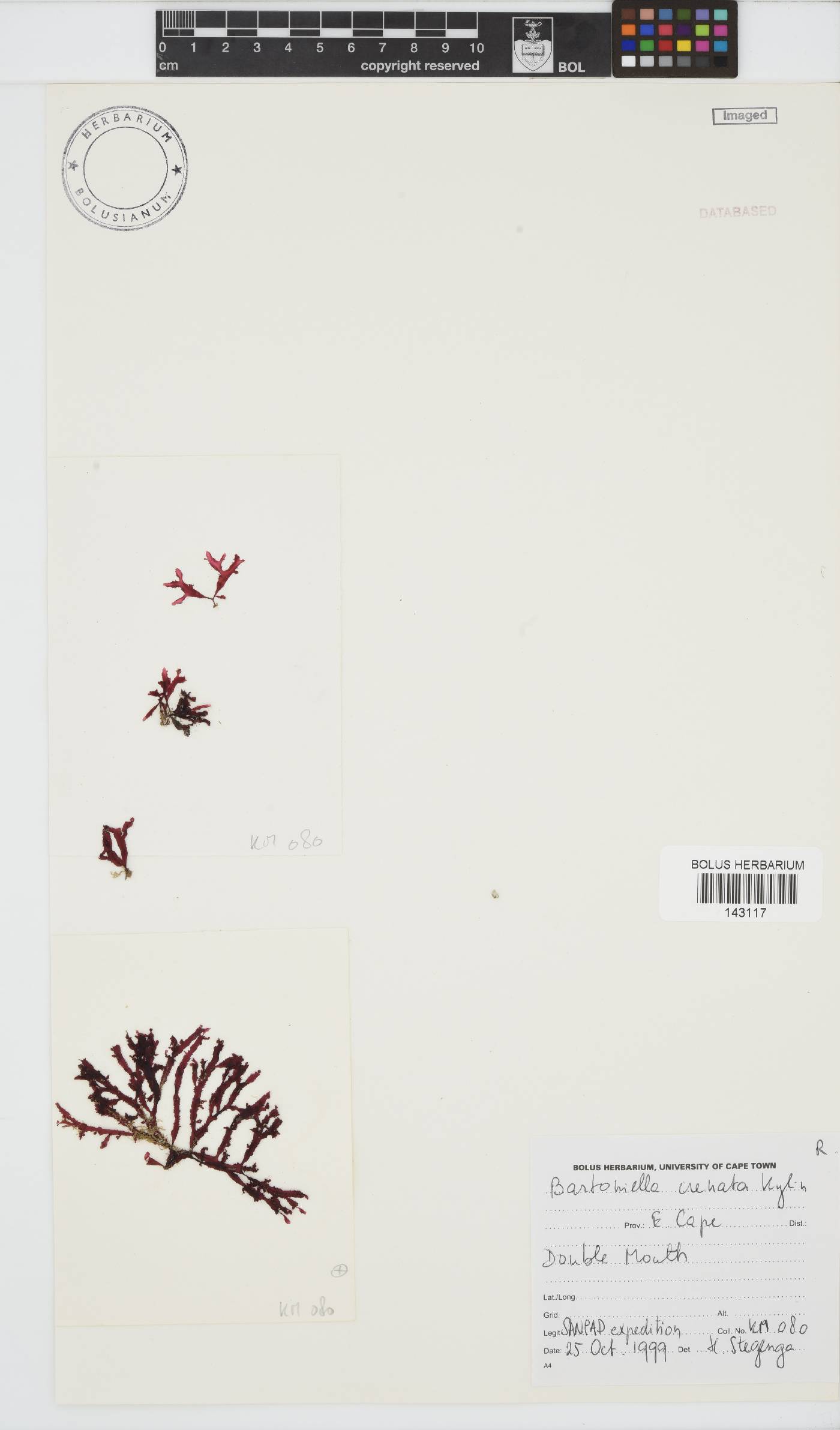 Bartoniella crenata image