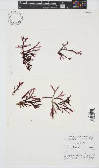 Bartoniella crenata image