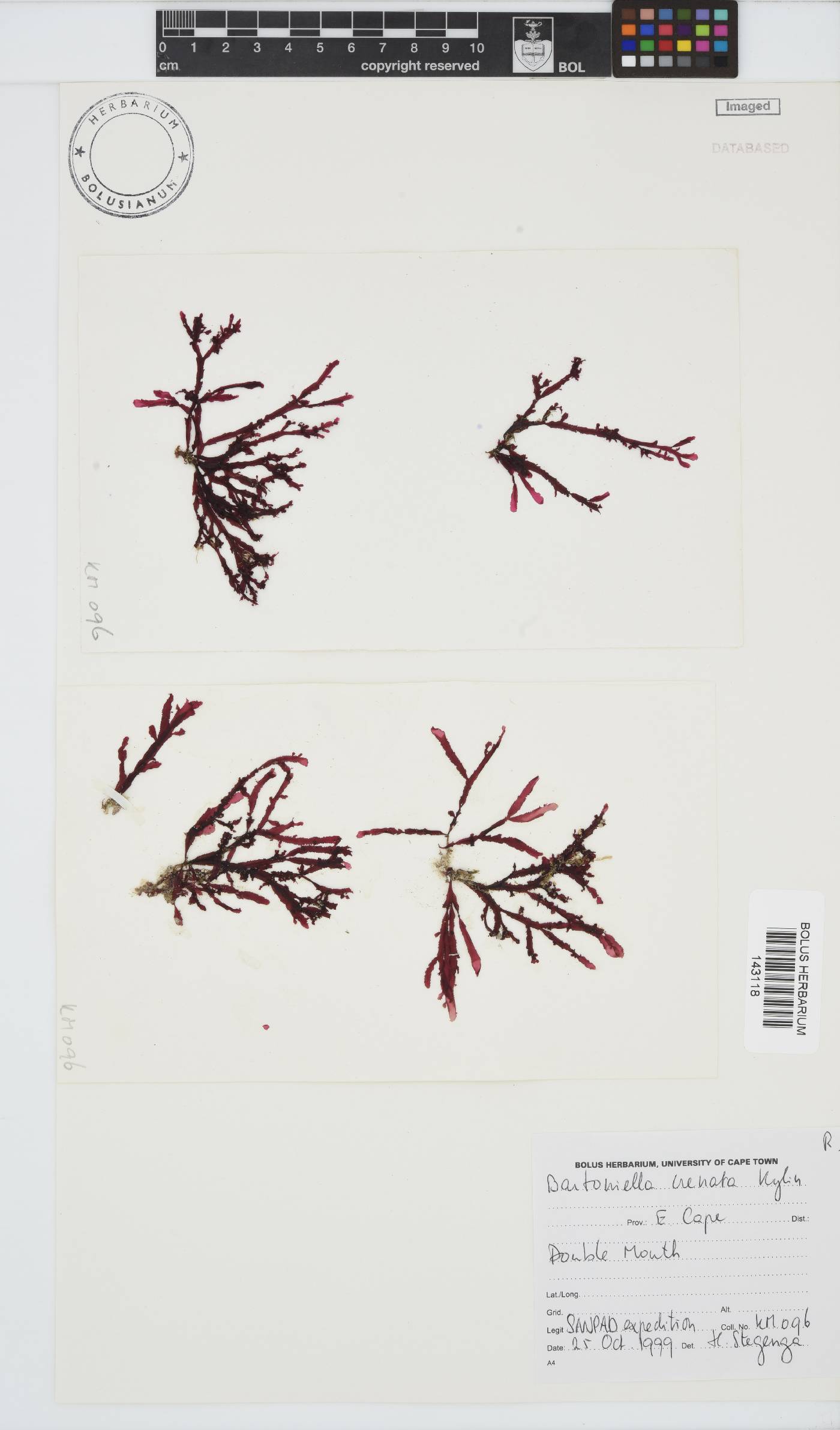 Bartoniella crenata image