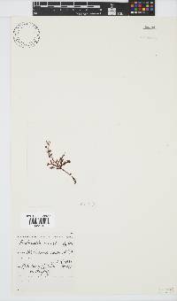 Bartoniella crenata image