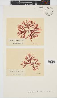 Bartoniella crenata image