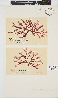Bartoniella crenata image