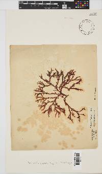 Bartoniella crenata image