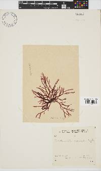 Bartoniella crenata image