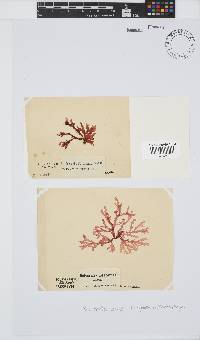 Bartoniella crenata image