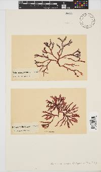 Bartoniella crenata image
