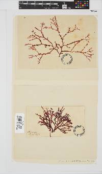 Bartoniella crenata image