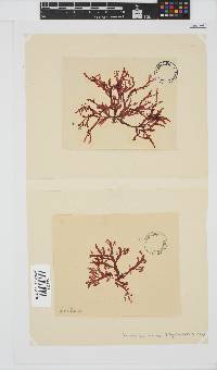 Bartoniella crenata image