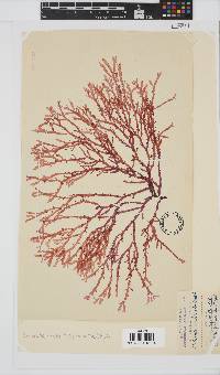 Bartoniella crenata image