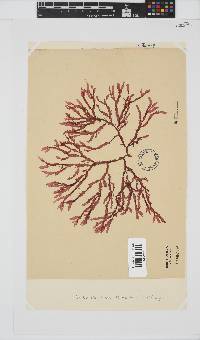 Bartoniella crenata image