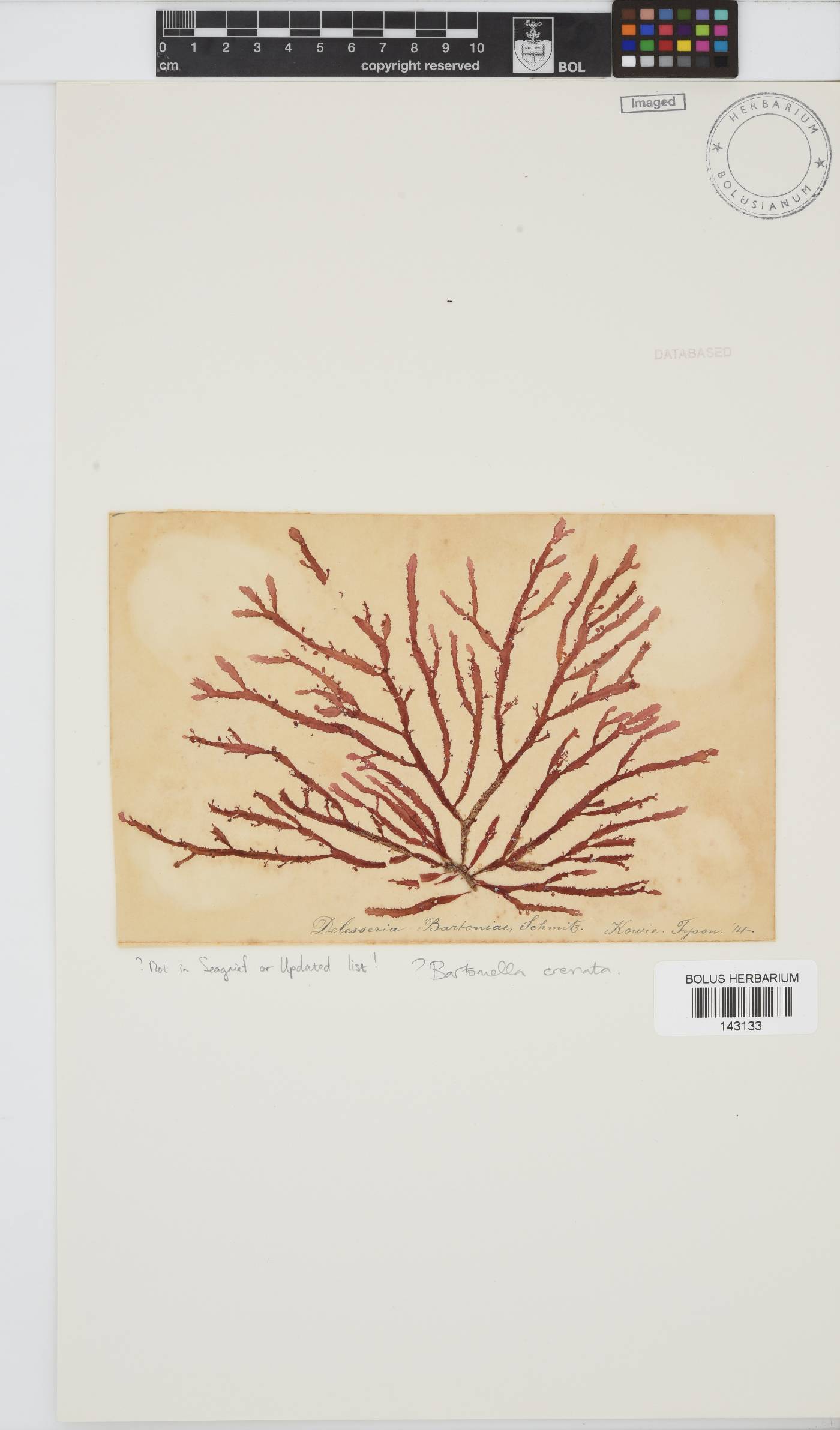 Bartoniella crenata image