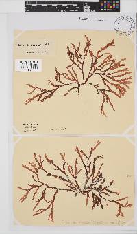 Bartoniella crenata image