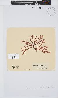 Bartoniella crenata image