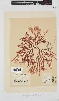 Bartoniella crenata image