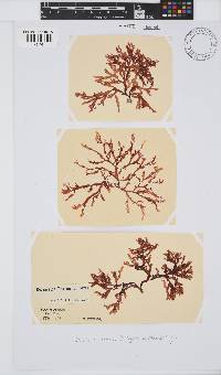 Bartoniella crenata image