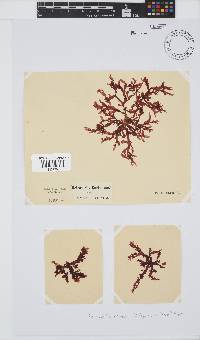Bartoniella crenata image