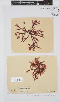 Bartoniella crenata image