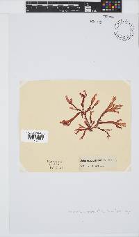 Bartoniella crenata image