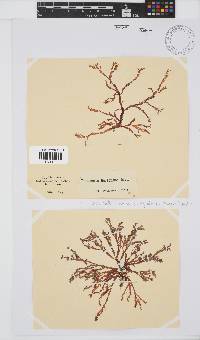 Bartoniella crenata image