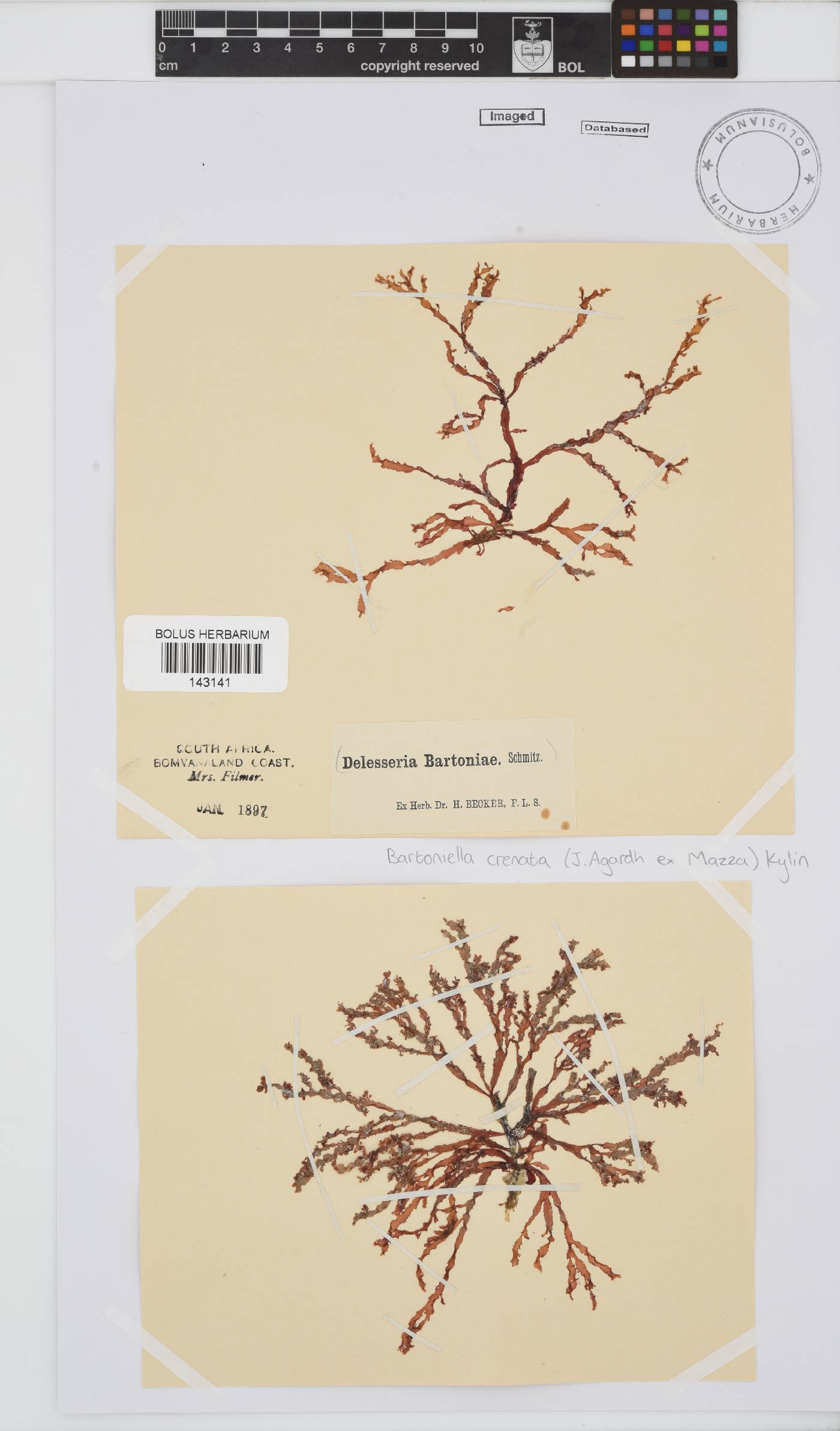 Bartoniella crenata image