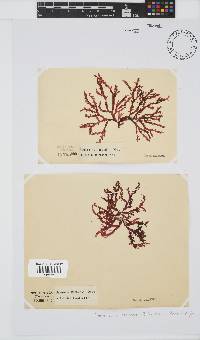 Bartoniella crenata image