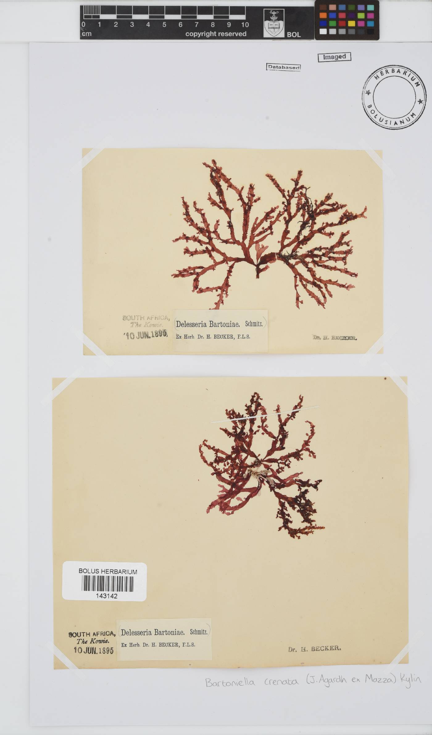 Bartoniella crenata image