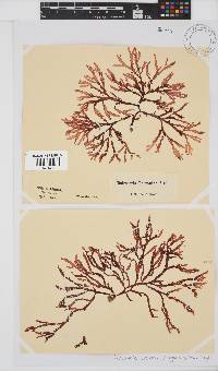 Bartoniella crenata image