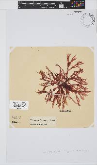 Bartoniella crenata image