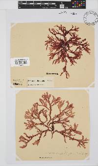 Bartoniella crenata image