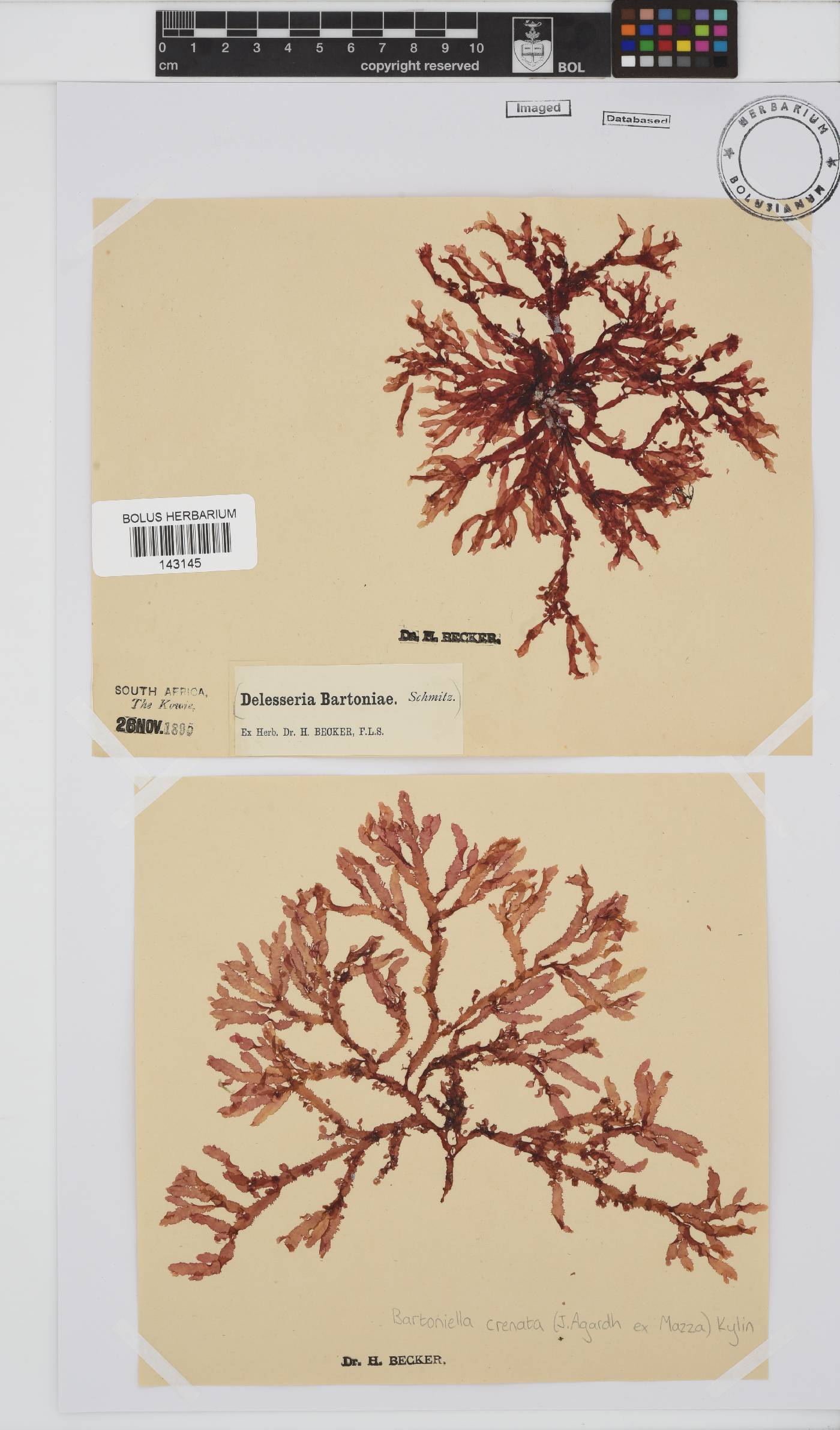 Bartoniella image