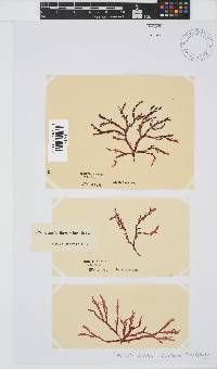 Bartoniella crenata image