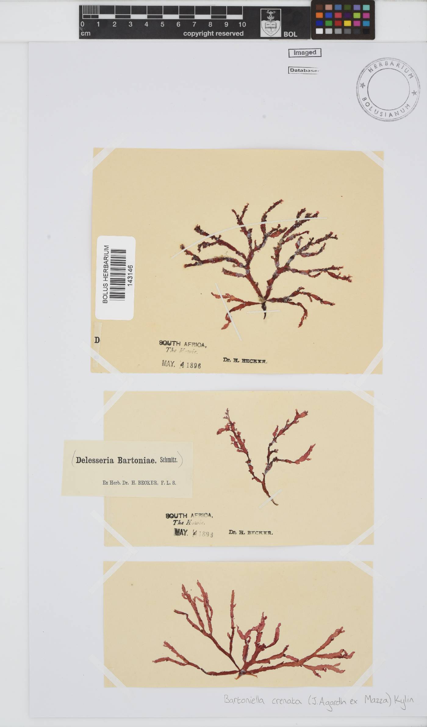 Bartoniella crenata image