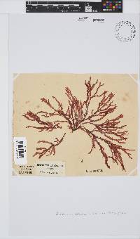Bartoniella crenata image