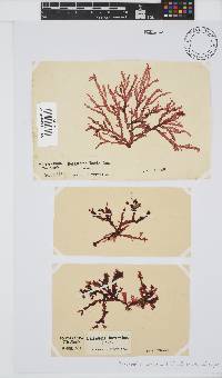 Bartoniella crenata image