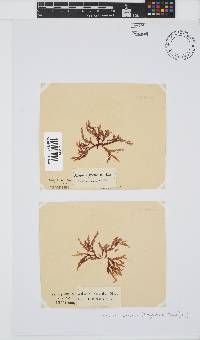 Bartoniella crenata image