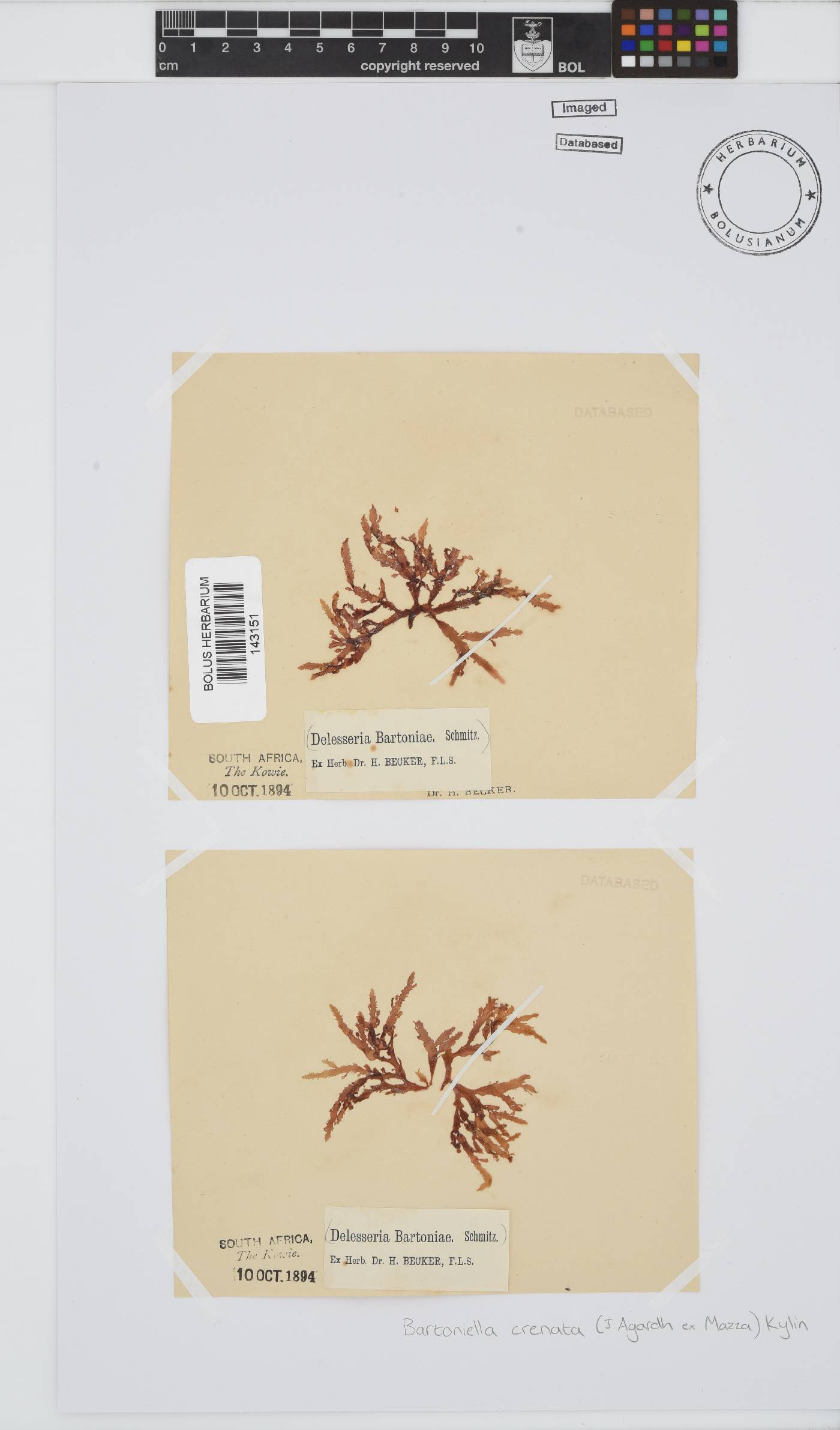 Bartoniella crenata image
