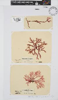 Bartoniella crenata image