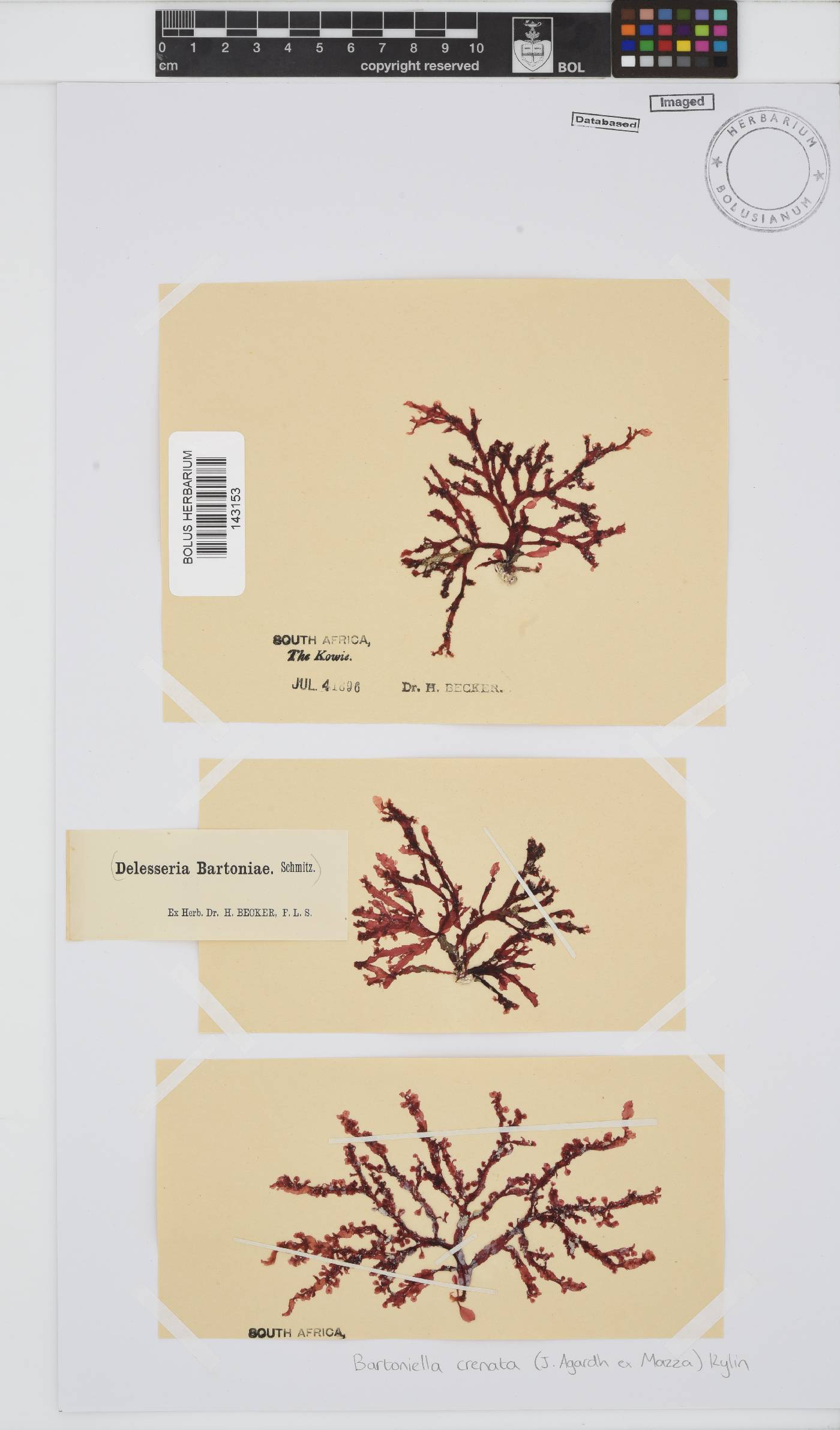 Bartoniella crenata image