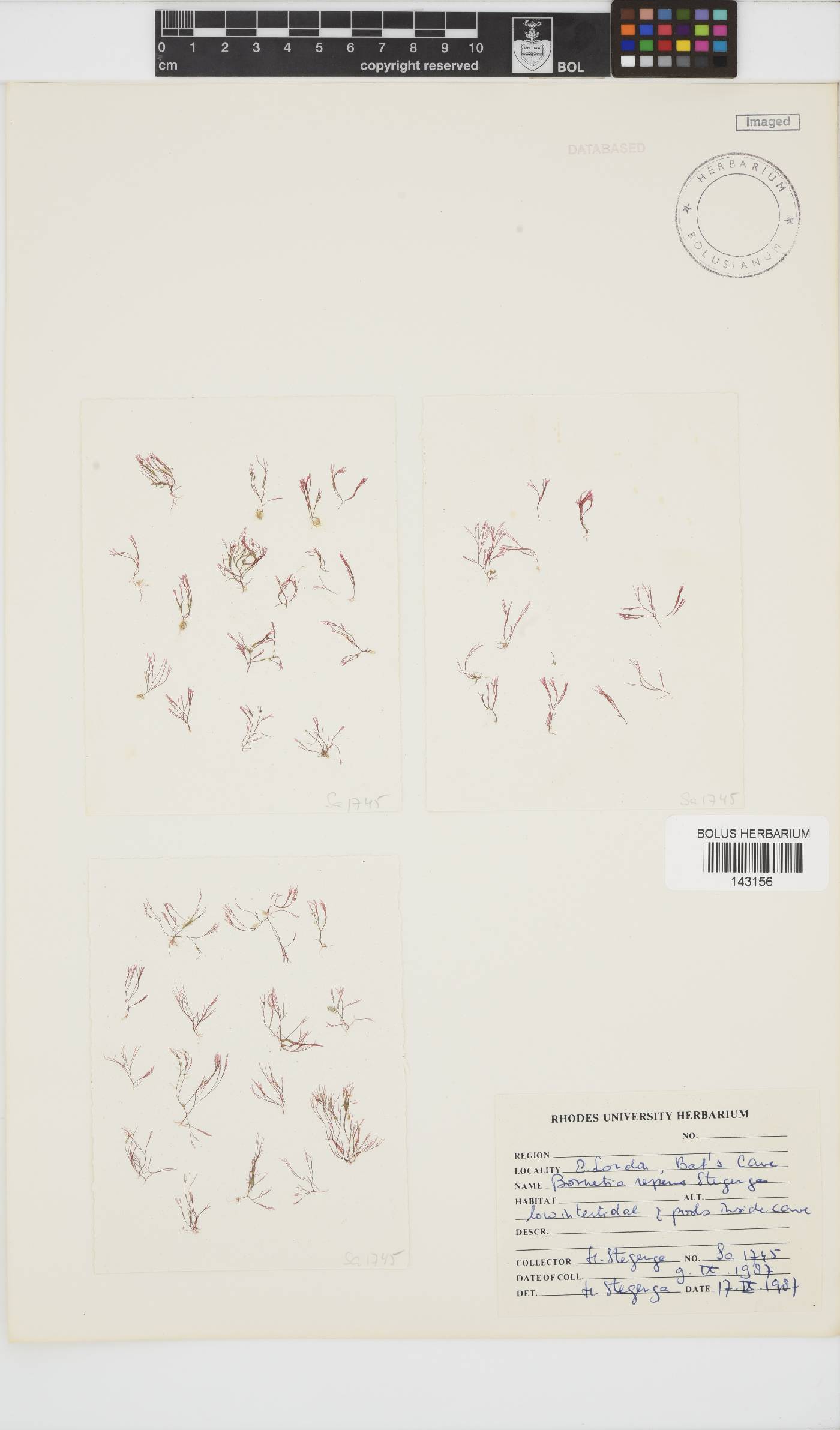 Bornetia repens image