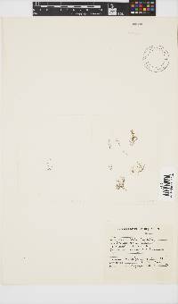 Bornetia repens image