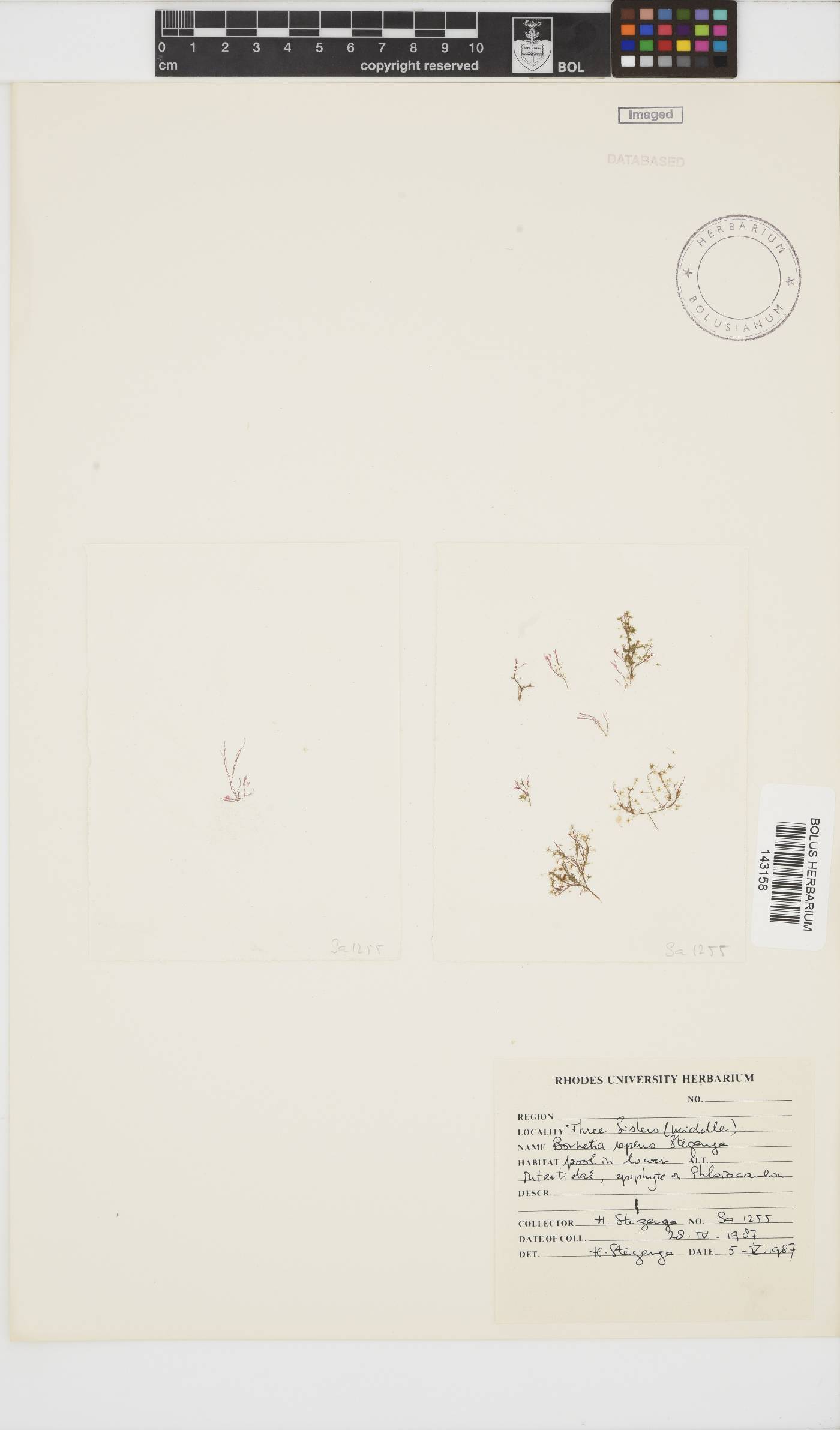 Bornetia repens image