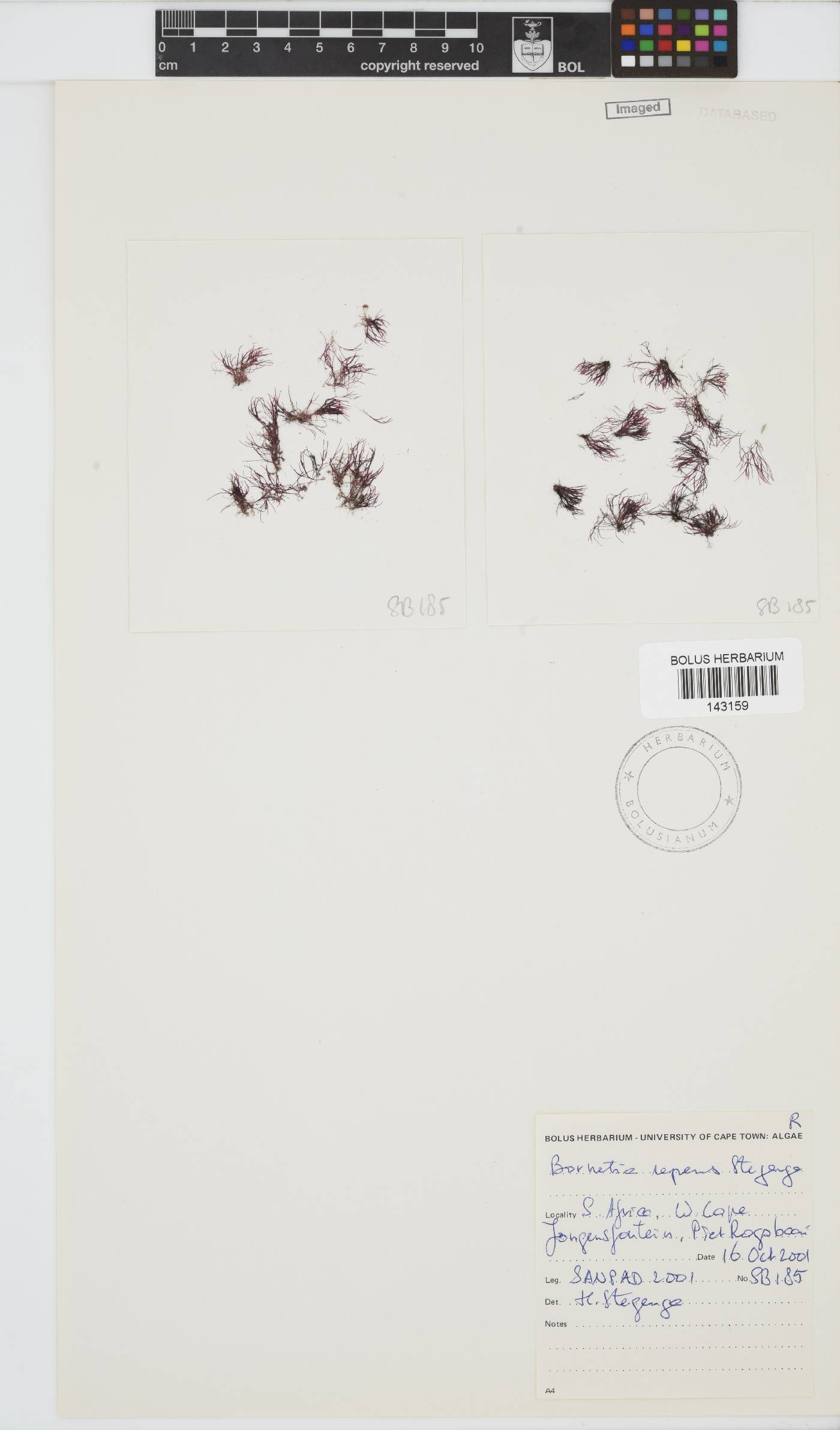 Bornetia repens image