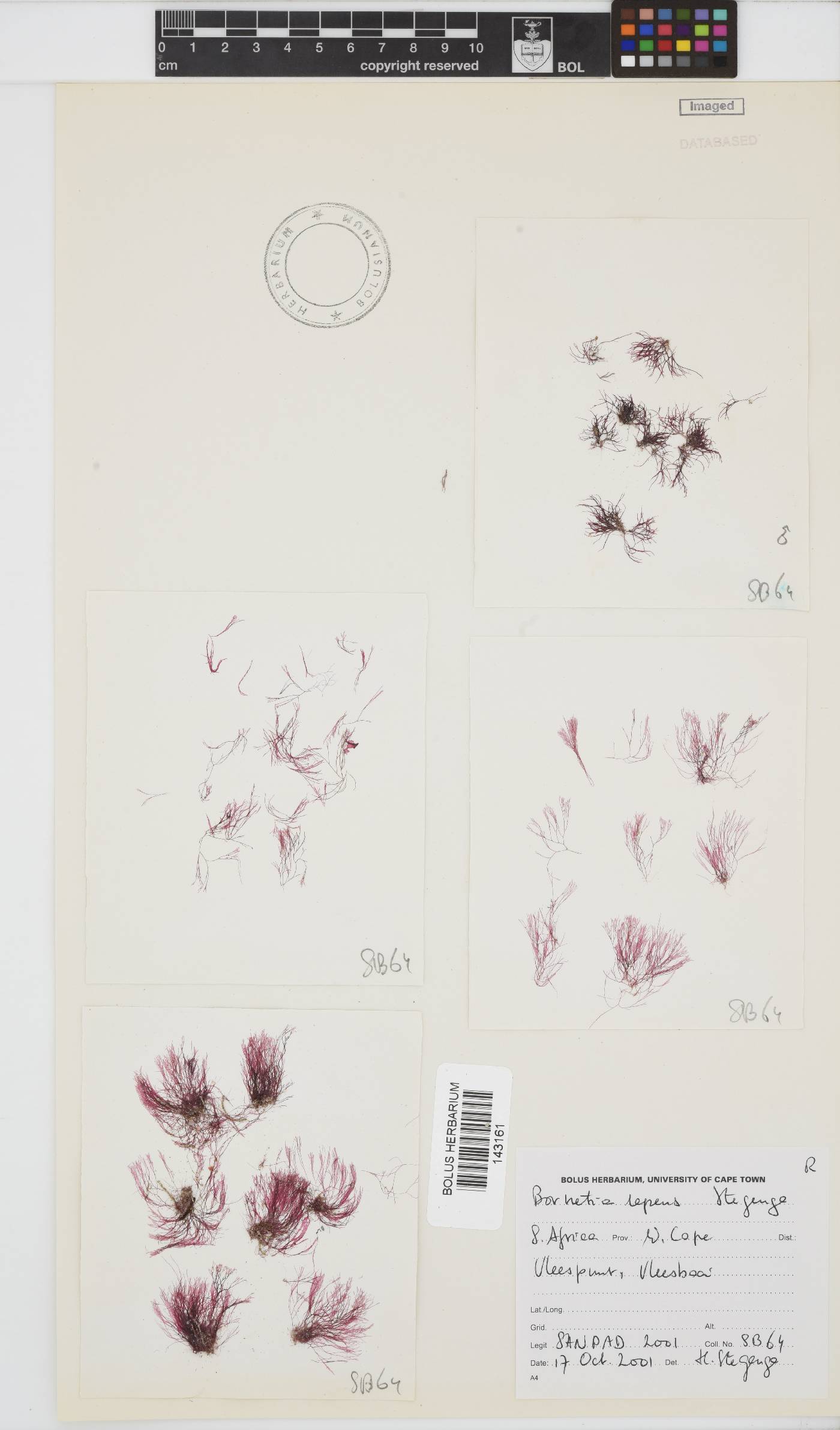 Bornetia repens image