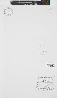 Bornetia repens image