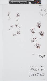 Bornetia repens image