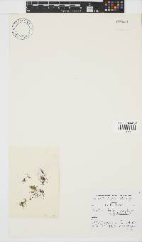 Bornetia repens image